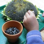 edible seeds-sunflower seeds 