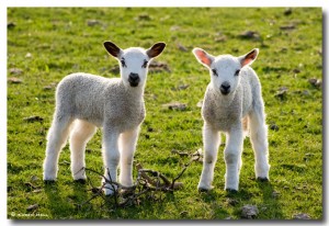 Easter celebrations lamb