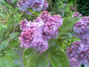 lilac flowers , postaday