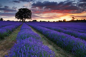 lavender field