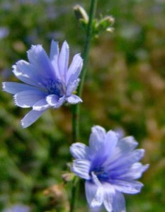 health benefits of chicory roots