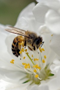 is honey vegan