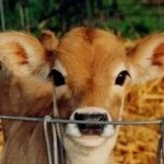 stop animal farming 