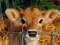 stop animal farming