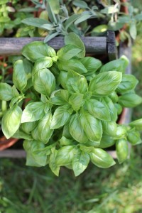 health benefits of basil