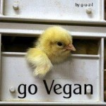 ask a vegan 