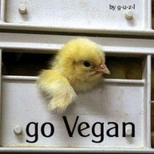ask a vegan