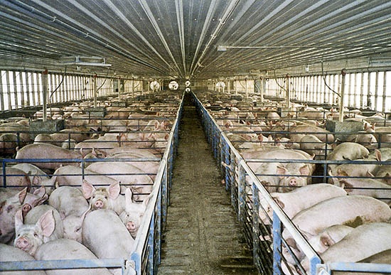 end factory farming