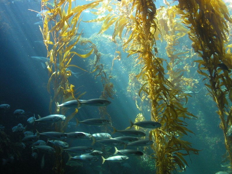 benefits of kelp