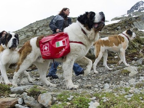 rescue dogs